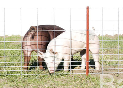 Täfelt 4 Messgerät geschweißter Schwein-Maschendraht 16' X 34" Platte für das Viehbestand-Fechten