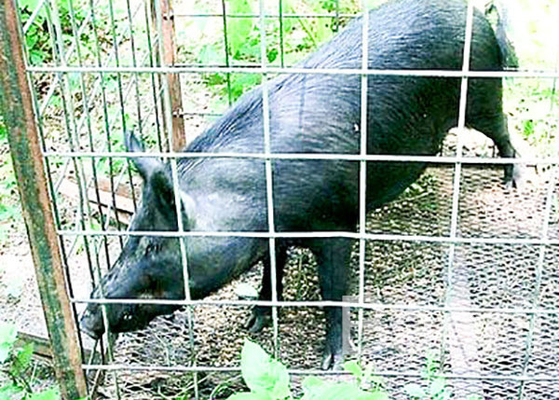 Täfelt 4 Messgerät geschweißter Schwein-Maschendraht 16' X 34" Platte für das Viehbestand-Fechten
